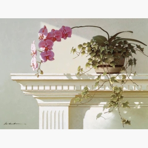 Mantelpiece Orchid